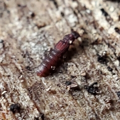Thoracophorus costalis