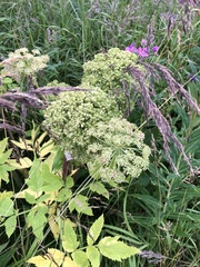 Angelica archangelica archangelica