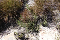 Indigofera gifbergensis
