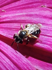 Andrena