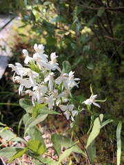 Platanthera blephariglottis blephariglottis