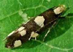 Limnaecia tetraplanetis