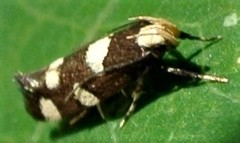 Limnaecia tetraplanetis