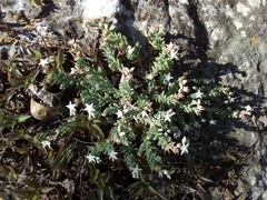 Sedum potosinum