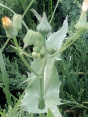 Sonchus oleraceus