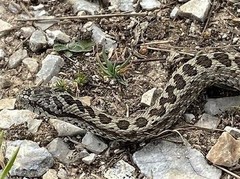 Vipera ursinii