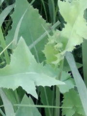 Sonchus oleraceus