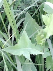 Sonchus oleraceus