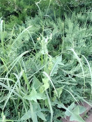 Sonchus oleraceus