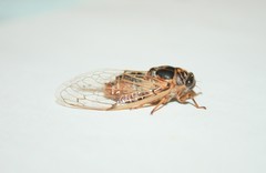 Cicadatra atra hyalinata