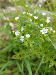 Hydrophylloideae