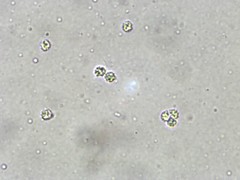 Phellodon confluens