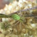 photo of Lesser Green Lynx Spider (Peucetia longipalpis)