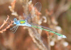 Lestes sponsa