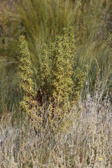 Cliffortia acanthophylla