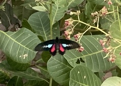 Parides neophilus