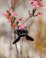 Erica daphniflora