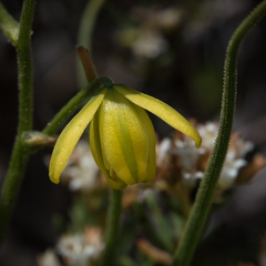 Albuca shawii