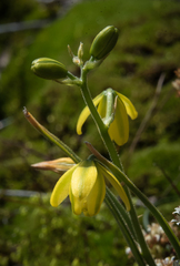 Albuca shawii