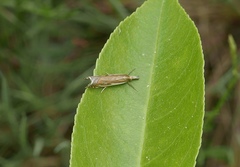 Crambus pratella