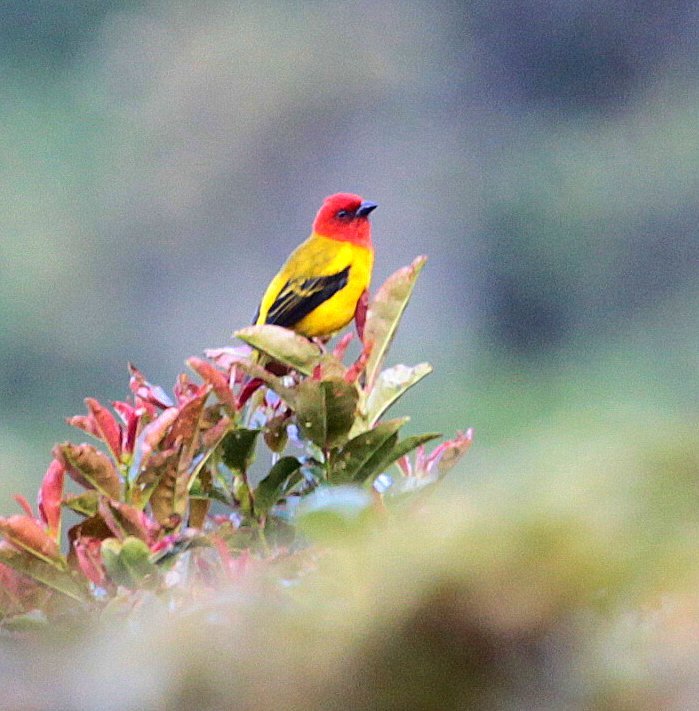 Piranga rubriceps image
