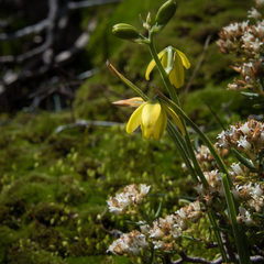 Albuca shawii