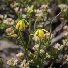 Albuca shawii