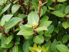 Maytenus magellanica