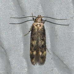 Trypanisma prudens
