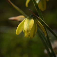 Albuca shawii