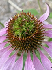 Acaridae
