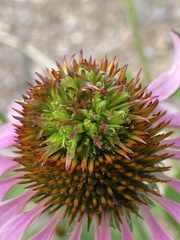 Acaridae