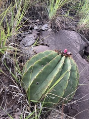 Melocactus schatzlii