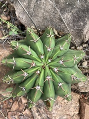 Melocactus schatzlii