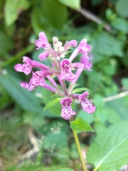 Stachys chamissonis cooleyae