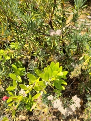 Gambelia