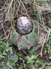 Melocactus schatzlii