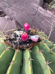 Melocactus schatzlii