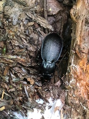 Carabus goryi