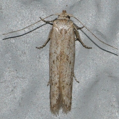 Hypatopa punctiferella
