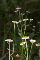 Erigeron galeottii