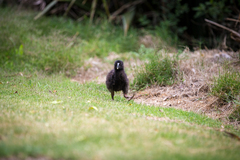 Porphyrio hochstetteri