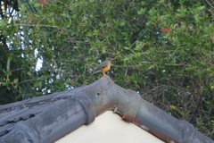 Turdus olivaceus pondoensis
