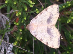 Macaria occiduaria