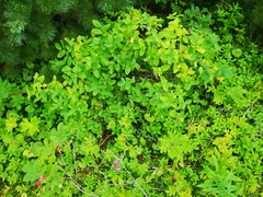 Lonicera chamissoi