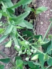 Capsella bursa-pastoris