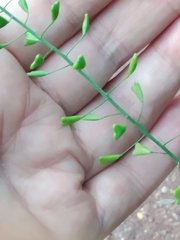 Capsella bursa-pastoris
