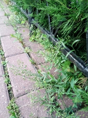 Capsella bursa-pastoris