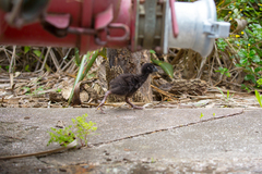 Porphyrio hochstetteri