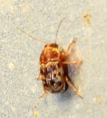 Pachybrachis turbidus